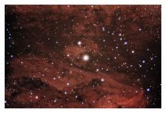 f-nordamerika_pelikan